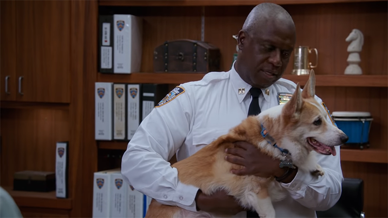 Stewart, The Corgi Behind Brooklyn Nine-Nine's Cheddar, Dies at 13