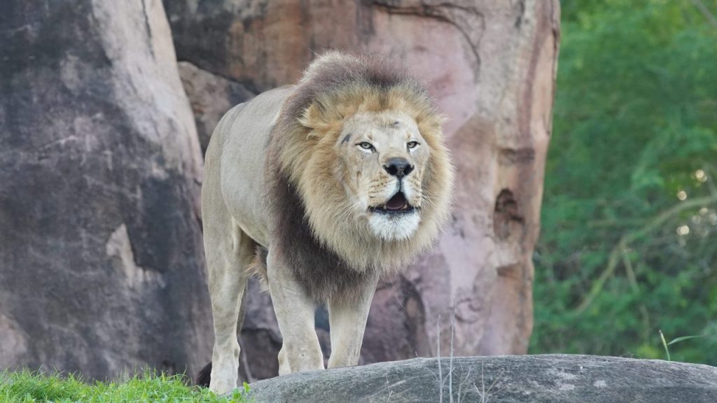 Magic of Disney's Animal Kingdom on Disney+