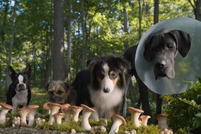 Strays Trailer Shows Will Ferrell & Jamie Foxx as Dogs in R-Rated Comedy