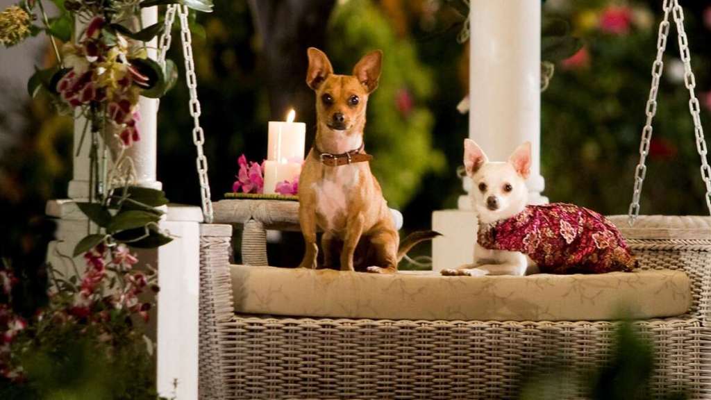 Beverly Hills Chihuahua Where to Watch and Stream Online