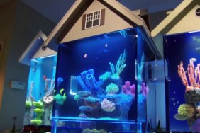 Tanked Season 14 Streaming: Watch & Stream Online via HBO Max