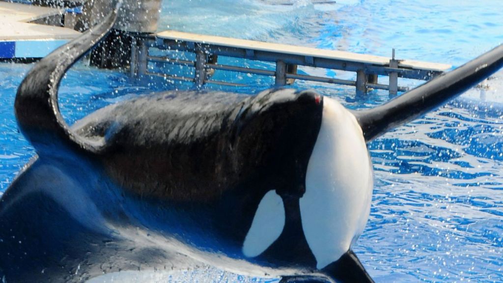 Tilikum