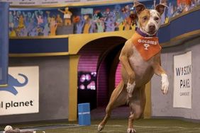 Pit Bulls & Parolees Season 15 Streaming