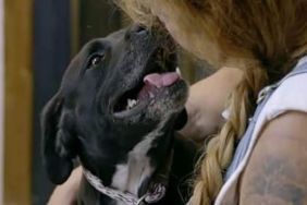 Pit Bulls & Parolees Season 16 Streaming