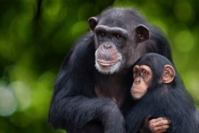 Meet the Chimps Season 1 Streaming: Watch & Stream Online via Disney Plus