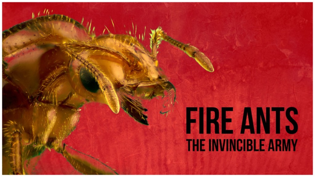 Fire Ants 3D: The Invincible Army Streaming: Watch & Stream Online via Amazon Prime Video