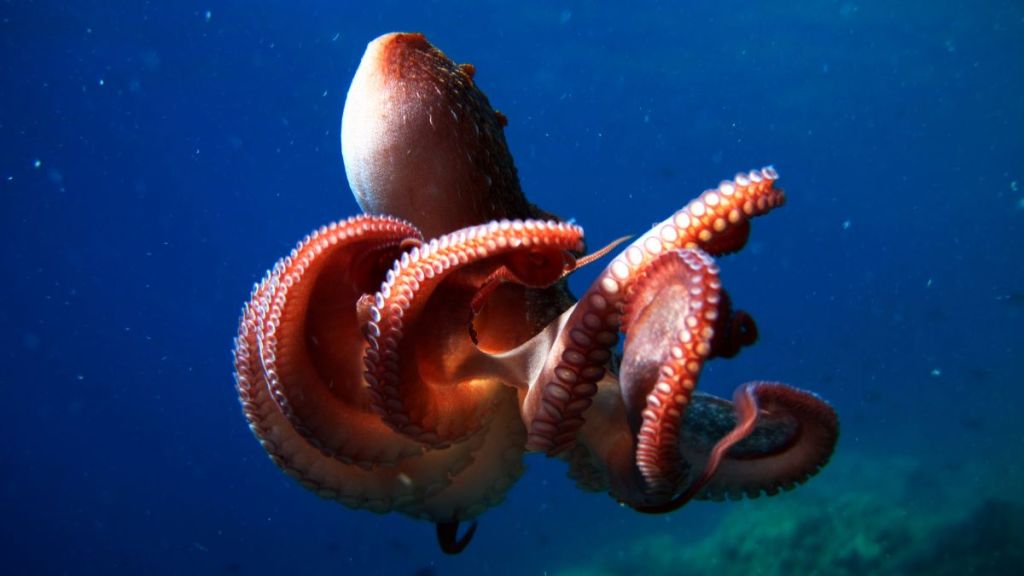 Secrets of the Octopus