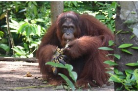 Orangutan Jungle School Season 2 streaming