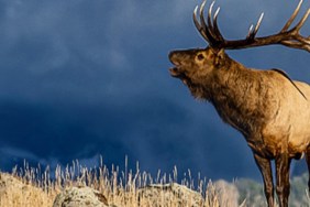 The Olympic Elk