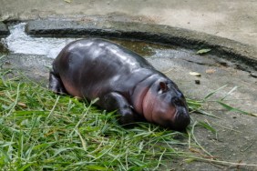 Thai Baby Hippo Moo Deng's Prediction About Donald Trump Explained