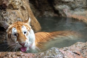 Ava, the Tiger From Thailand Zoo Goes Viral After Moo Deng