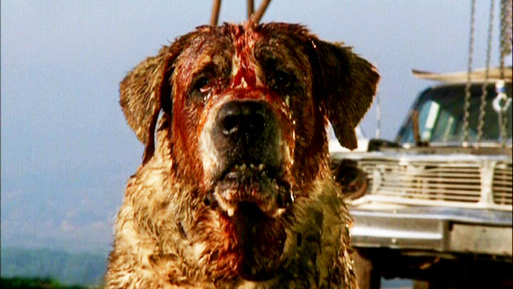 Netflix’s Cujo Update: Acclaimed Director in Talks for Stephen King Movie